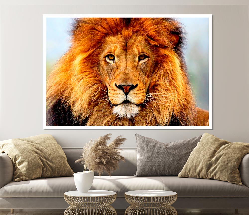 African Lion