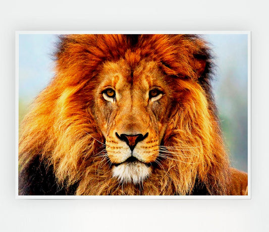 African Lion