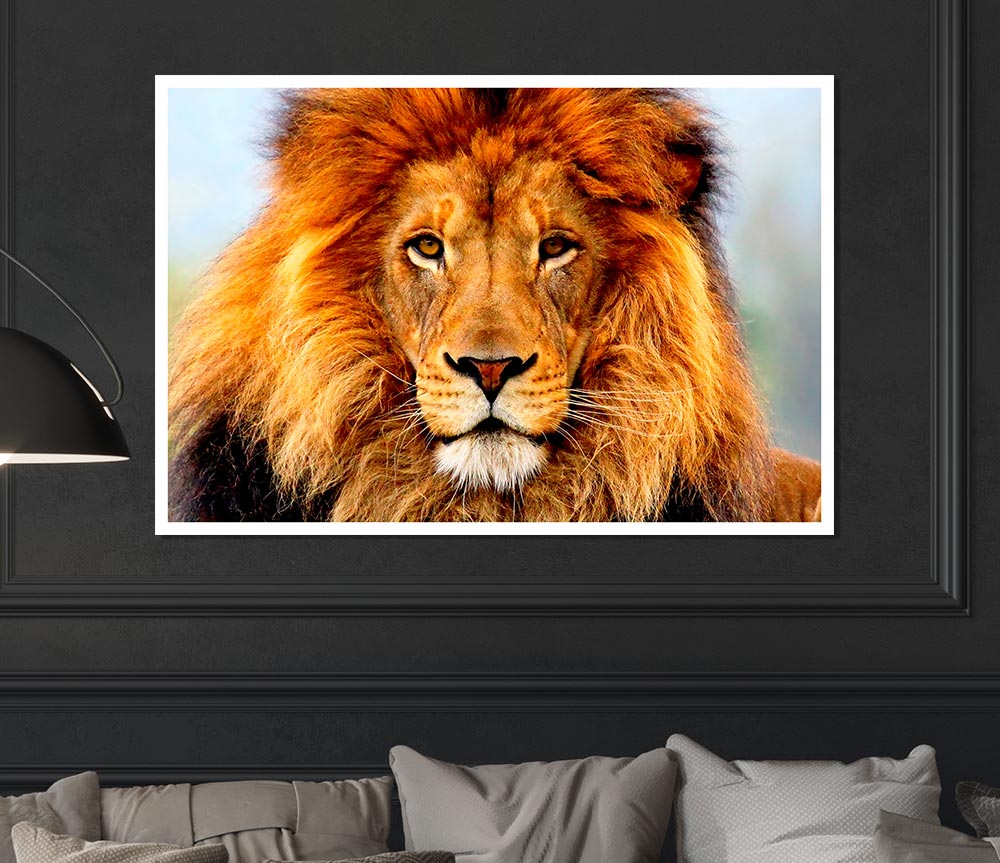 African Lion
