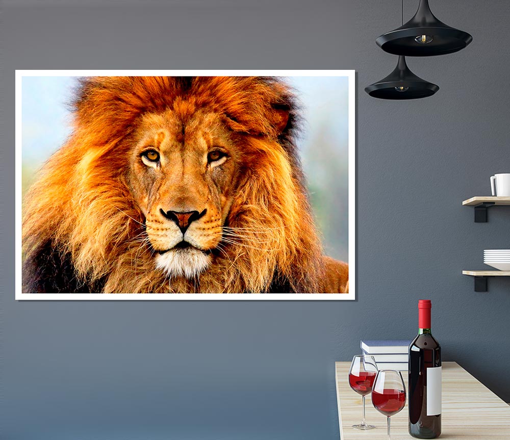 African Lion