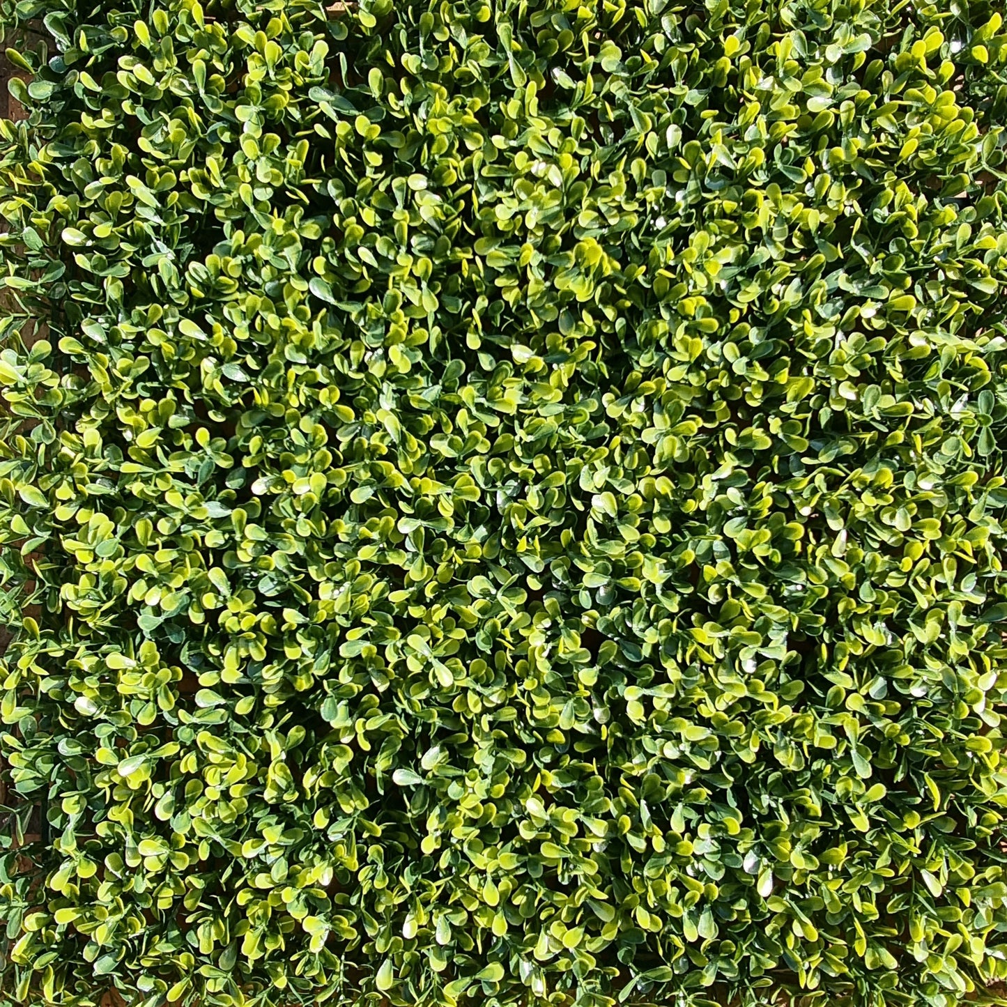 Artificial Yellow Boxwood Hedging Panel 50cm X 50cm