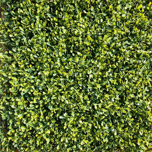 Artificial Yellow Boxwood Hedging Panel 50cm X 50cm