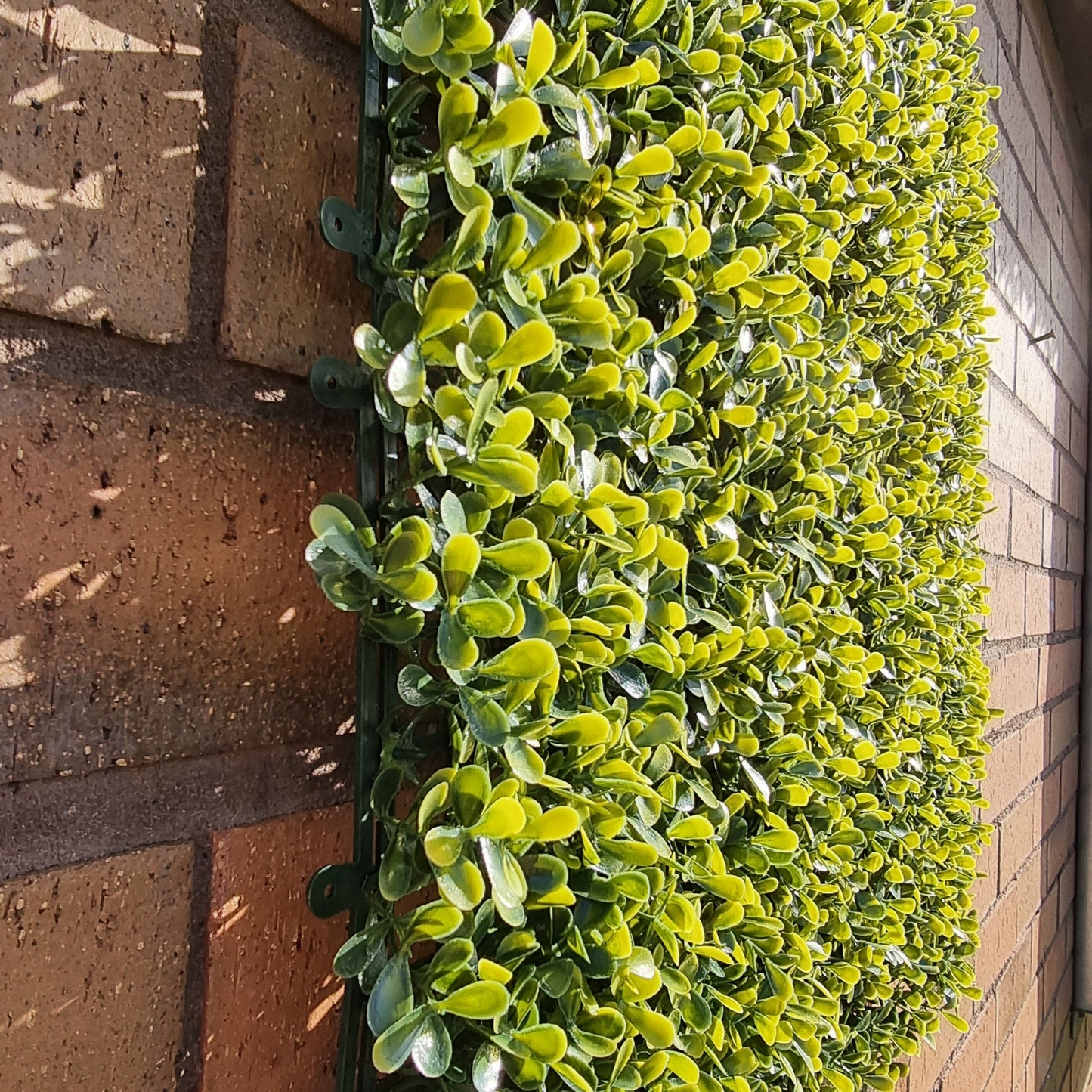 Artificial Yellow Boxwood Hedging Panel 50cm X 50cm