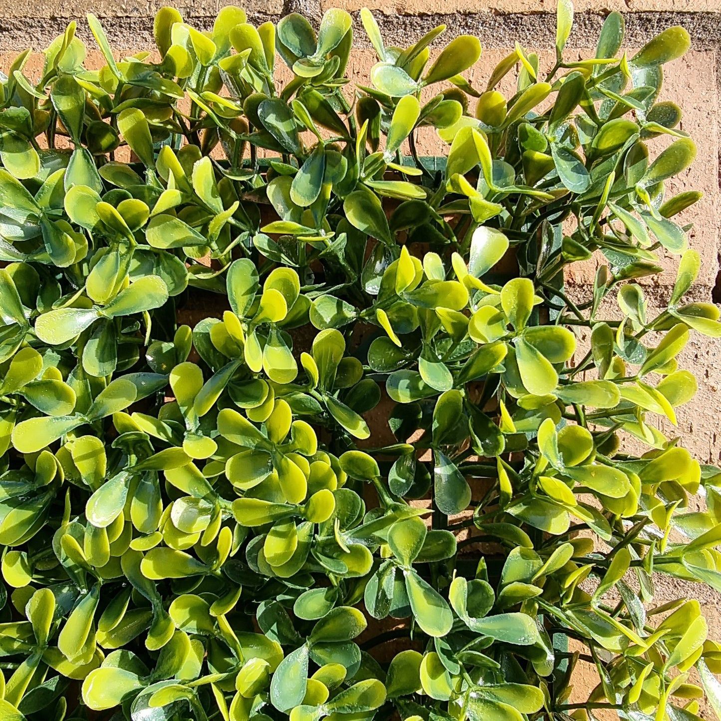 Artificial Yellow Boxwood Hedging Panel 50cm X 50cm