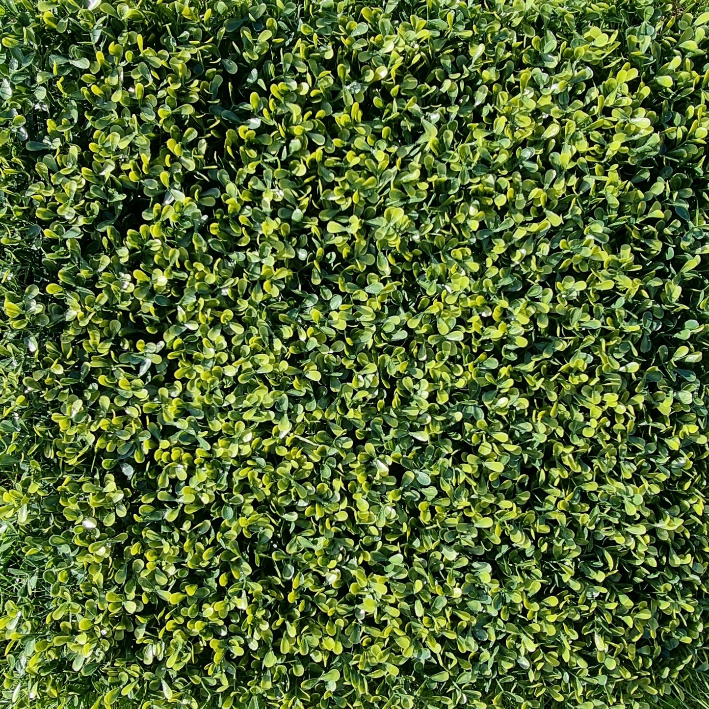 Artificial Yellow Boxwood Hedging Panel 50cm X 50cm