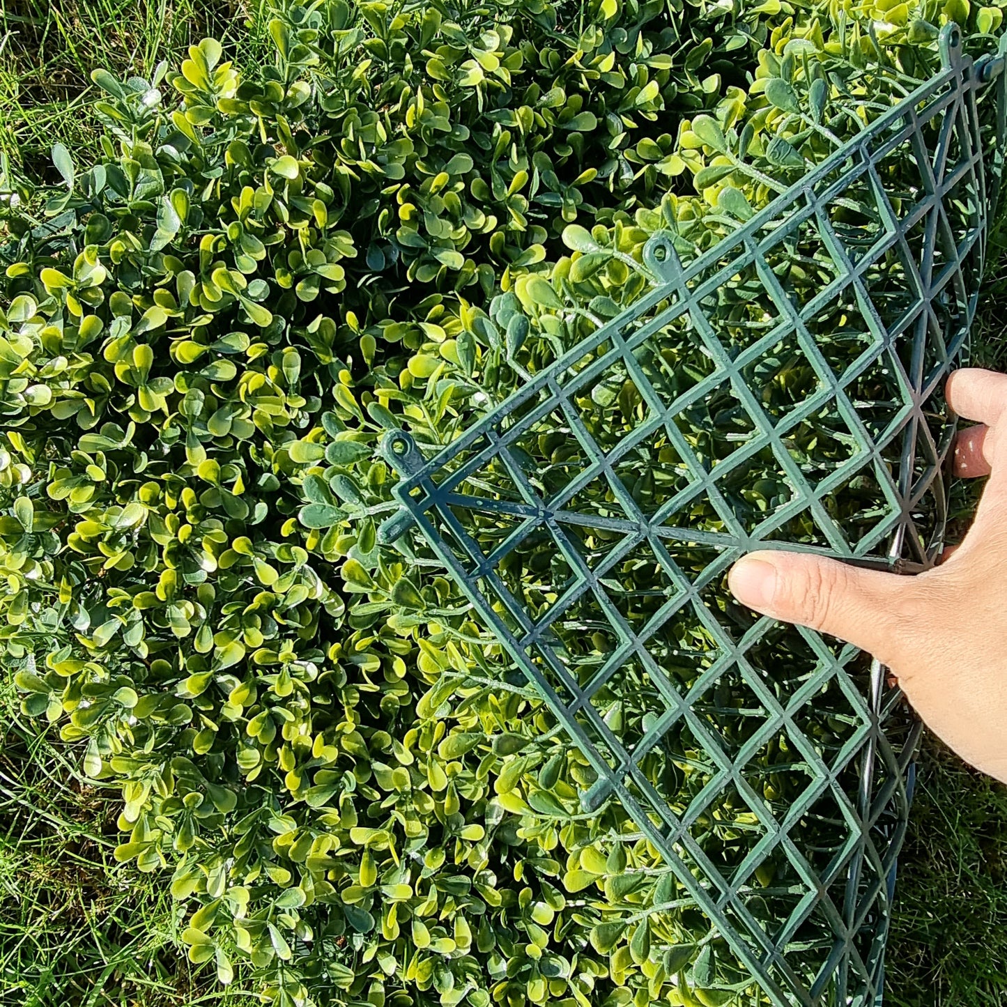 Artificial Yellow Boxwood Hedging Panel 50cm X 50cm