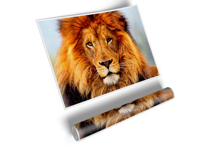 African Lion