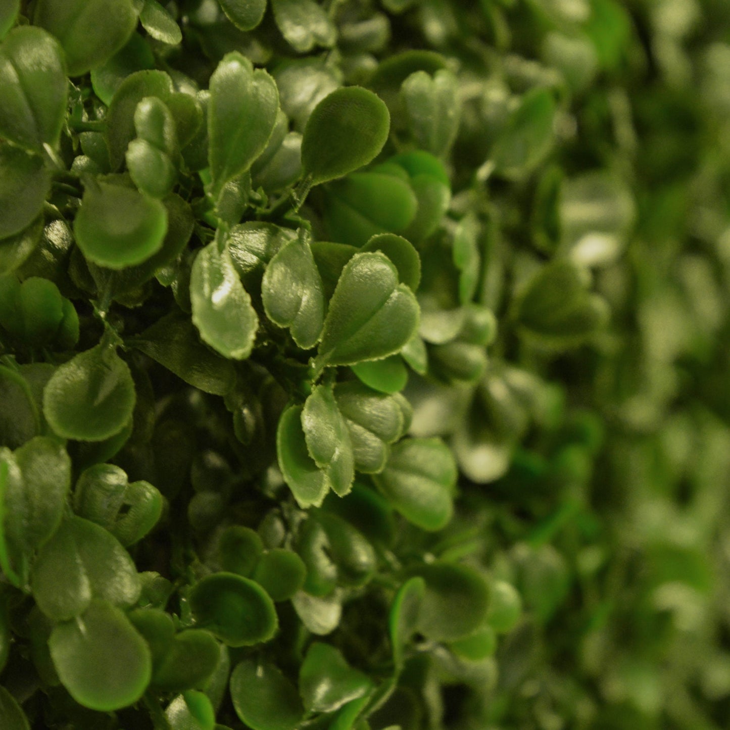 Artificial Boxwood Hedging Panel 50cm X 50cm