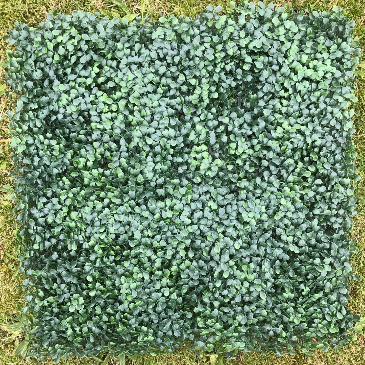 Artificial Boxwood Hedging Panel 50cm X 50cm
